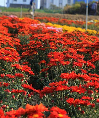 ����ʮһ�£��ջ�����Ȼ������