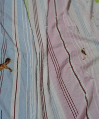 ����������¥��