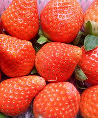 �ֵ�һ���ݮ?��ժ�������˼��ܱ��������ժ��ݮ��