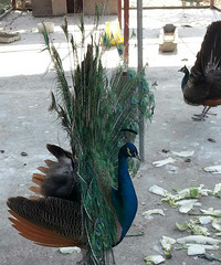 ��ׯũׯ��Ŀ�ȸ����������Ư������ͼ��