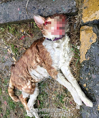 ����Űè����ҳ��� Ϊʲô��ô���̶Դ���