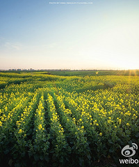 ��紵�������� ����������ֱ���������ˣ���ͼ��