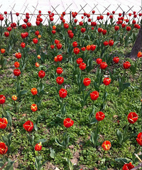 ����ֲ��԰�羰