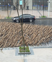 �������Ͽ����ģ�׳�۵İ�Ǩ