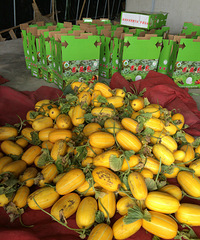 ���˴��ŵ�һ����ժ����ժ�Ϸ�ʽ���ذ���