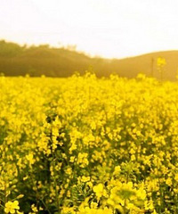 ���һ�� ������Ȼ����ô���˺�ũҩ��ɱ��