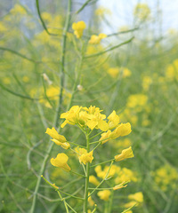 ���˵��������԰������϶�ûȥ��