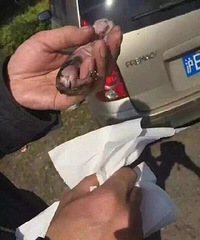 ����800ֻè���������� �໴������Ԯ��