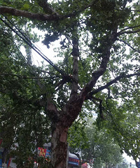 ����֦��ϰѸ�ѹ��ѹ���ˣ�������ά�ްɣ�