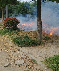 �Ͳ��ջ�ļ��ڣ��ж���ũ��������������