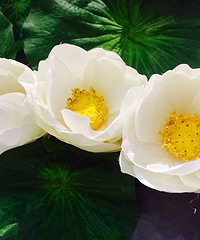 [��ʳ]�����¿������ ��ע΢�ž���ȯ