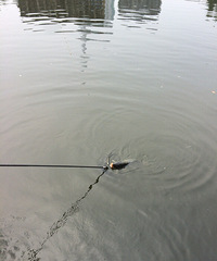 ����һ�Ϻ��Ƕ����� ���˰����Сʱ����Ӯ��