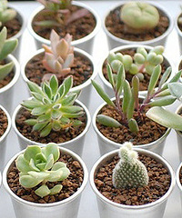 300���������ͣ�����������