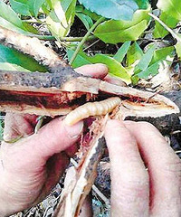 [����]����ϰ�׳ԡ����׳桱 �ſ���ϱ��