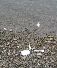 ����һ��԰������ִ�������ȥ����˭��ӳ��˭���ܣ�