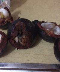 ����ũչ���ɽ�񡫡������²�����Ķ�����