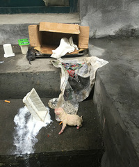 ����·����ֻ�ճ�����С��������