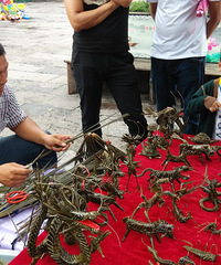 ��Ҫ���ϡ������������