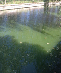 ����ĺ�ˮѽ