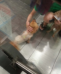 ��ͥ���ֶ��곬�п����ĵ����¹� �ѹ������ԡ�ס��