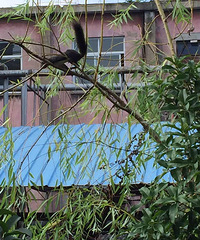 ������������һֻ������Ķ��� �ǳ��Ĵ���~