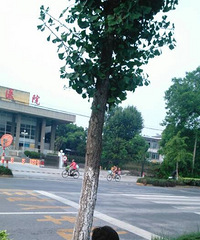 ��̫Ϊ�԰׹�������ʮ�����е����������֡�