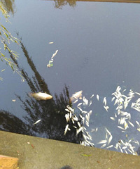 ͩ�绷��С����ˮ����   ����Ư���źܶ�����