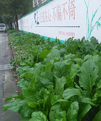 ���ˣ����е�զ����˾���Ĳ�԰�ӣ�