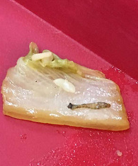 �����ºӱ��ϵ��ķ�Ե ������гԳ��˳��ӣ�