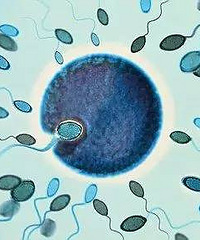 "医生说,这一类男人精子质量不高,妻子易流产甚至不"