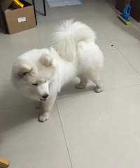 【2.25嘉兴.寻狗狗主人】