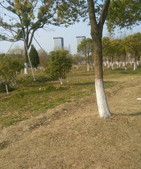 ��ĩ�����Ǳ�������ֲ��԰������������