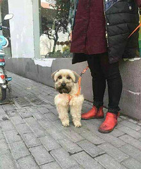 【2.27嘉兴寻狗】谁家的狗丢了、雪纳瑞装 建国路附近被人捡到