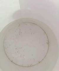 "吓死宝宝了!刚换的桶装水里竟发现了十几条活虫!"