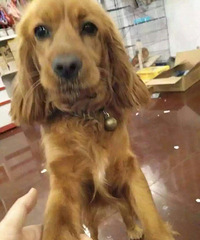 爱心美女寻狗狗主人