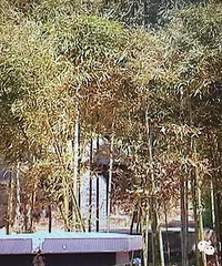 百万别墅小区开窗面朝坟墓 惊呆女业主