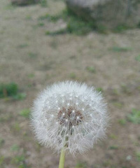 �����ڼ������׶�԰����Ҫ��ס֤��