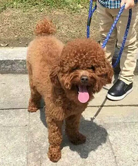 【4.10嘉兴寻狗】