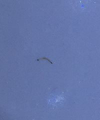 ���������ˣ����˵�����ˮ�ﾹȻ��һ���ֳ��İ�ɫ���ӣ�