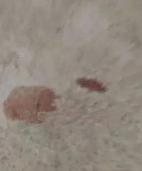 ������ͯ����¥������ ԭ����...