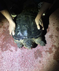 �����ˣ�����Ժ���湫԰ץ����ô��Ĺ꣡��ô������