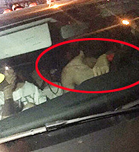 ����������սС�����е��ڳ��������� �Ա��и����� �����ڳ���