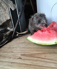 ɹɹ������С��⬣������ҳ����ϵ������Ȳ��ȣ�