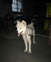 【5..22 新加嘉派出所 捡到萨摩】目前在寻找狗狗主人。