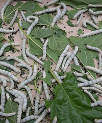 �Ѳϱ�������¥���� ���������ļҳ�ͷ��ʹ