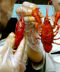 ���ް���Ϻ ��ͷ���ǲ�һ����