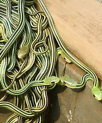 4��С�����ڱ�����ʧ����ޣ���Ȼ�ж���ҧ����һ��