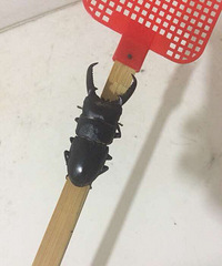 ��һ�´�ң�����ʲô�棿