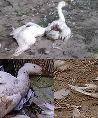 ���˾���"����ħ��" ҧ��60��ֻ��..