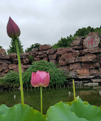 泉眼无声惜细流,树阴照水爱晴柔。小荷才